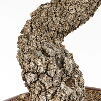 Detalle de la corteza de bonsai yamadori de quejigo