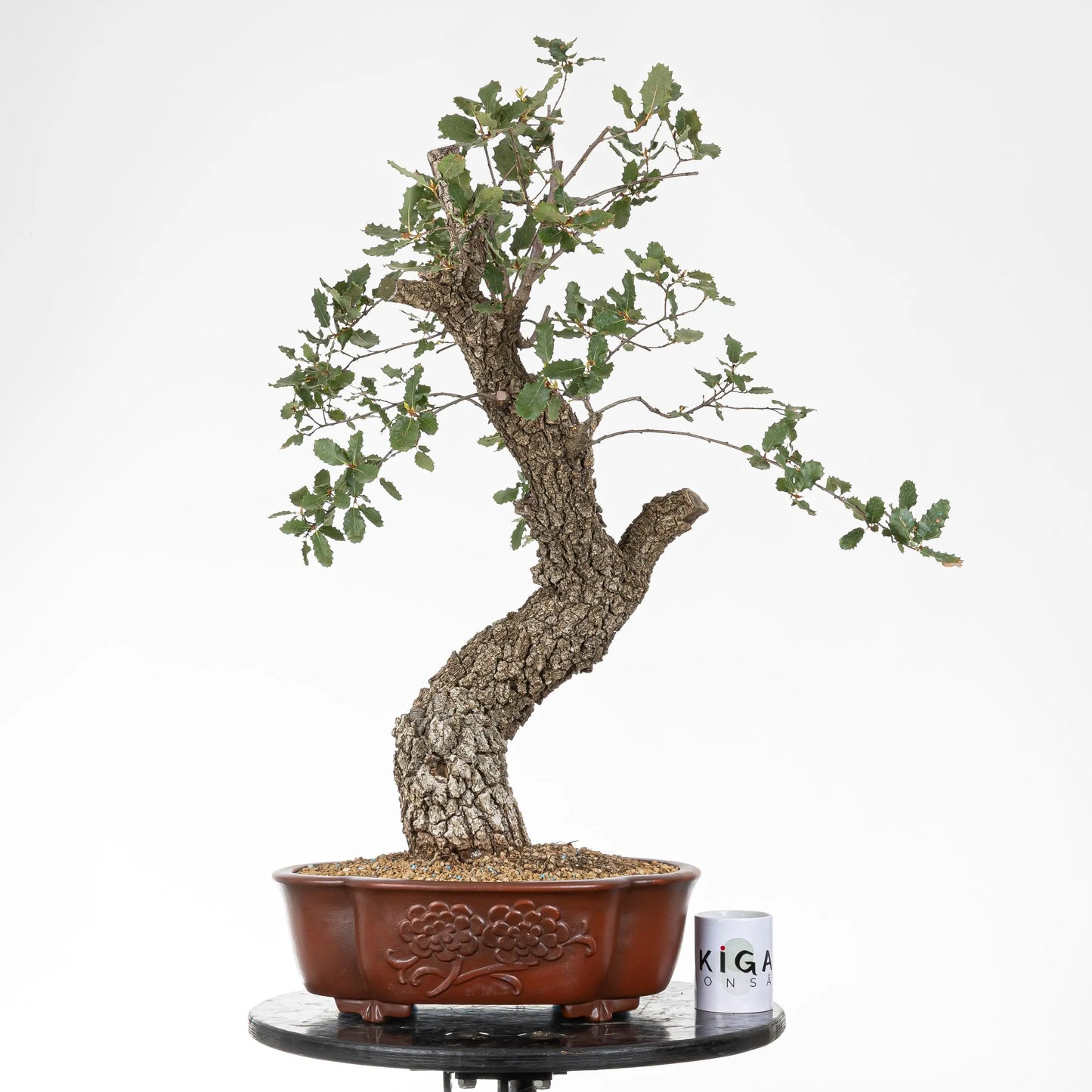 Comparativa de tamaño del bonsai de roble con una taza de café de la tienda ikigai bonsái
