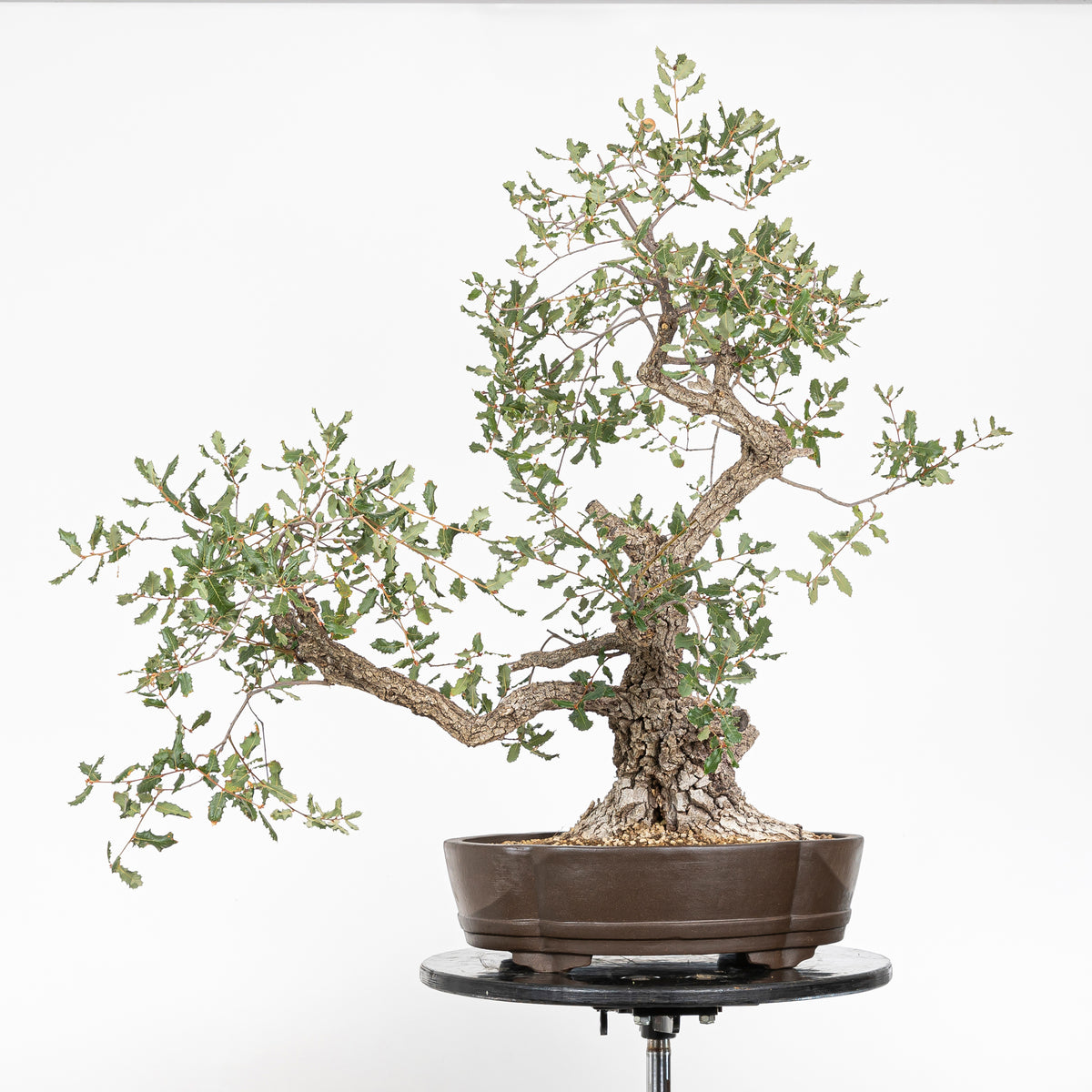 Bonsái - Quejigo (Quercus faginea) - QF10094