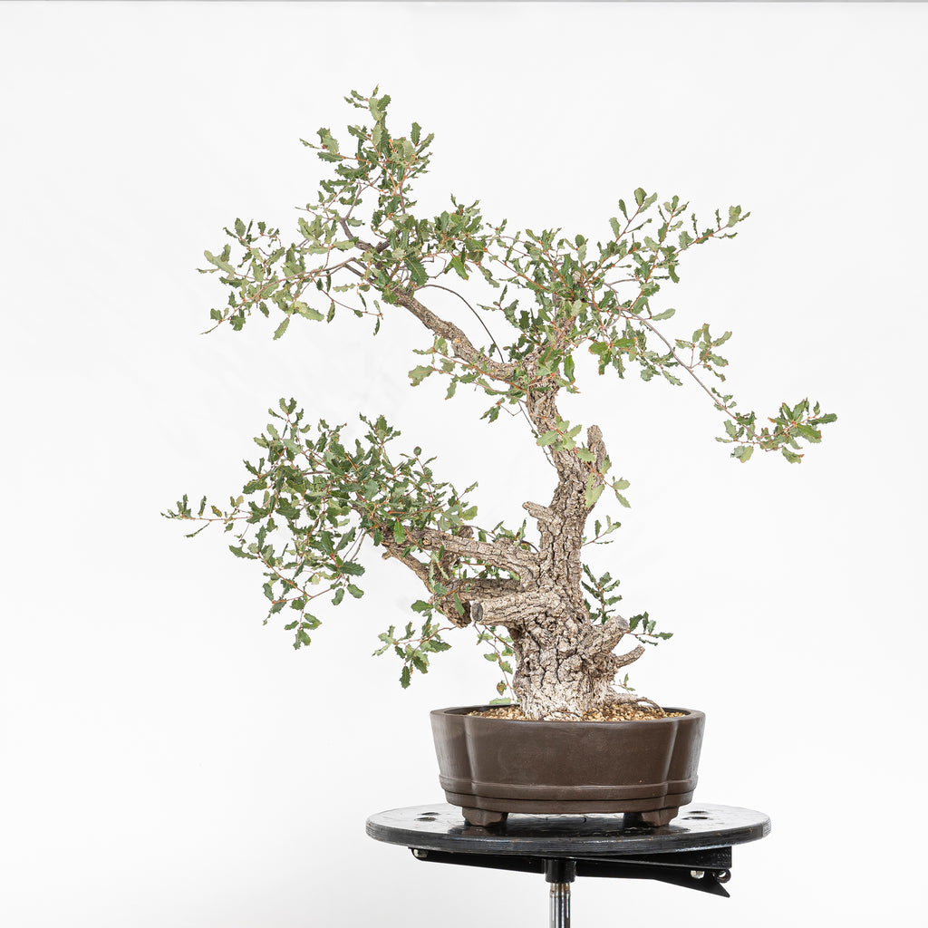 Bonsái - Quejigo (Quercus faginea) - QF10094