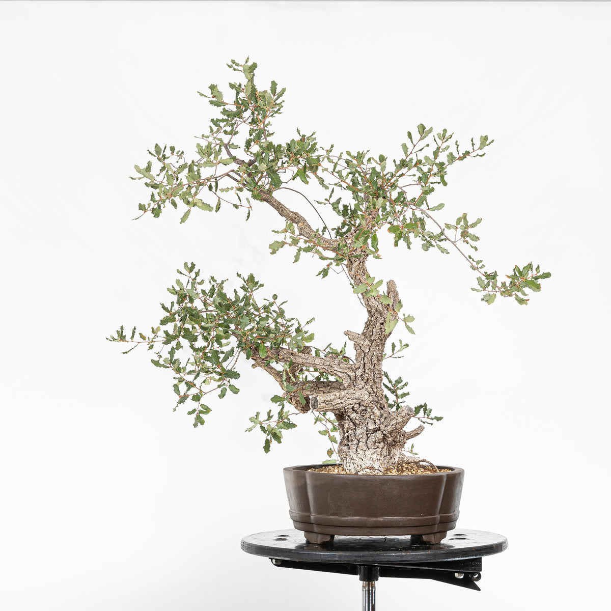Bonsái - Quejigo (Quercus faginea) - QF10094