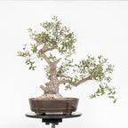 Bonsái - Quejigo (Quercus faginea) - QF10094