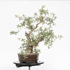 Bonsái - Quejigo (Quercus faginea) - QF10094