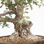 Bonsái - Quejigo (Quercus faginea) - QF10094