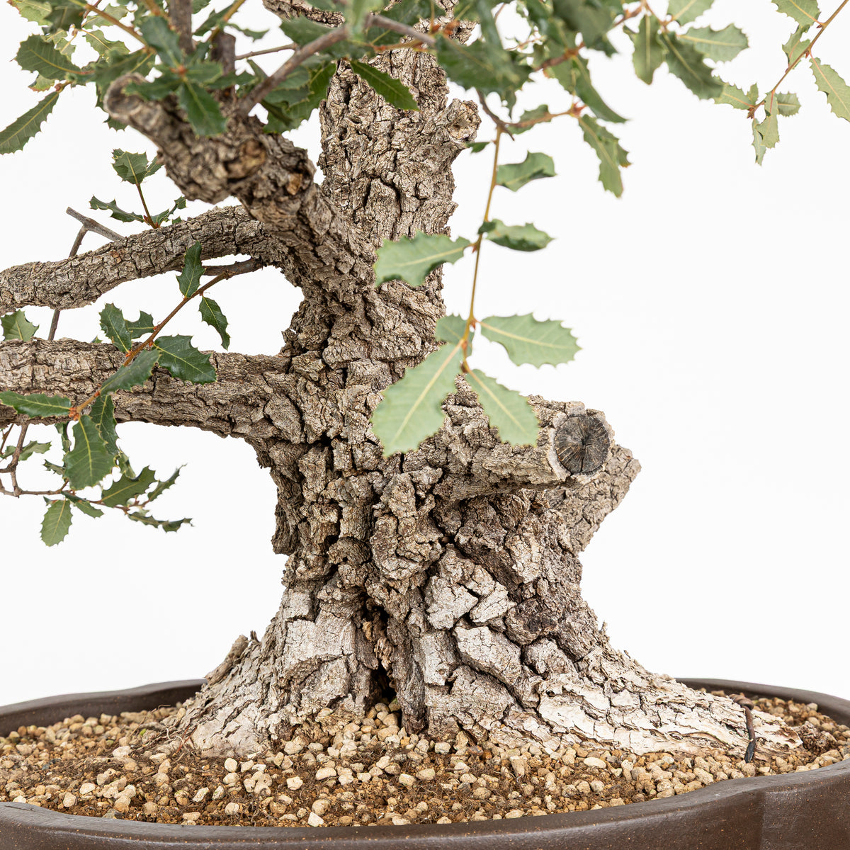 Bonsái - Quejigo (Quercus faginea) - QF10094