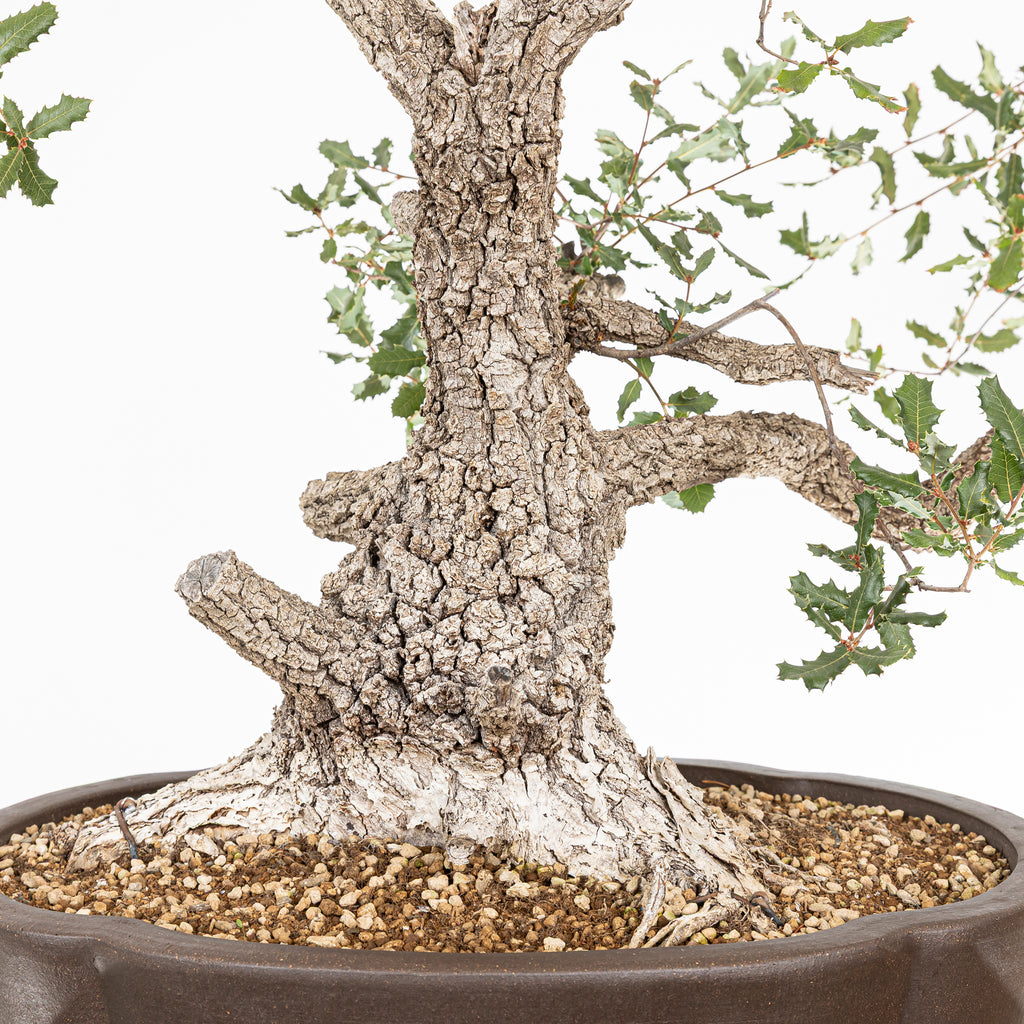 Bonsái - Quejigo (Quercus faginea) - QF10094
