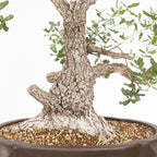 Bonsái - Quejigo (Quercus faginea) - QF10094