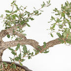 Bonsái - Quejigo (Quercus faginea) - QF10094