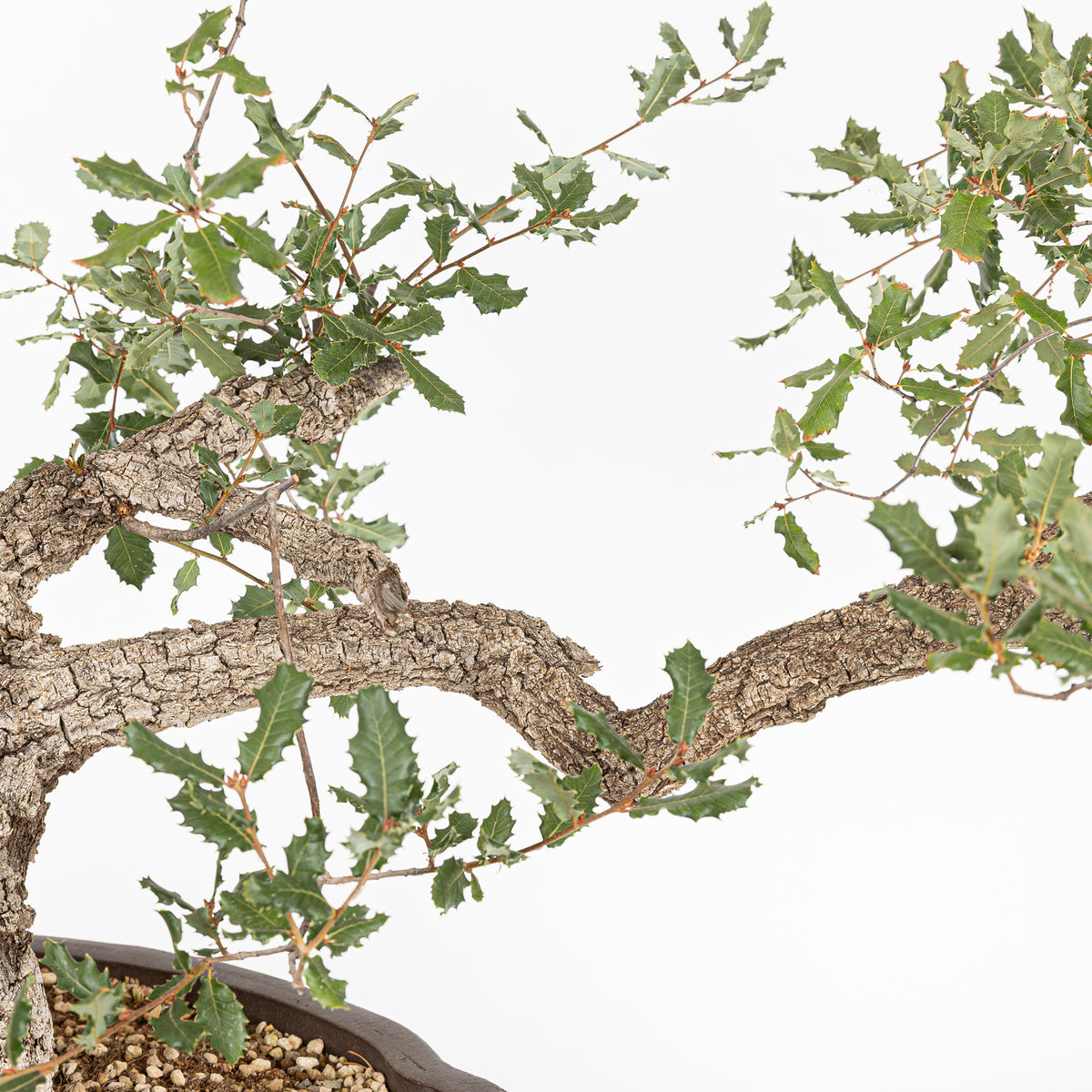 Bonsái - Quejigo (Quercus faginea) - QF10094