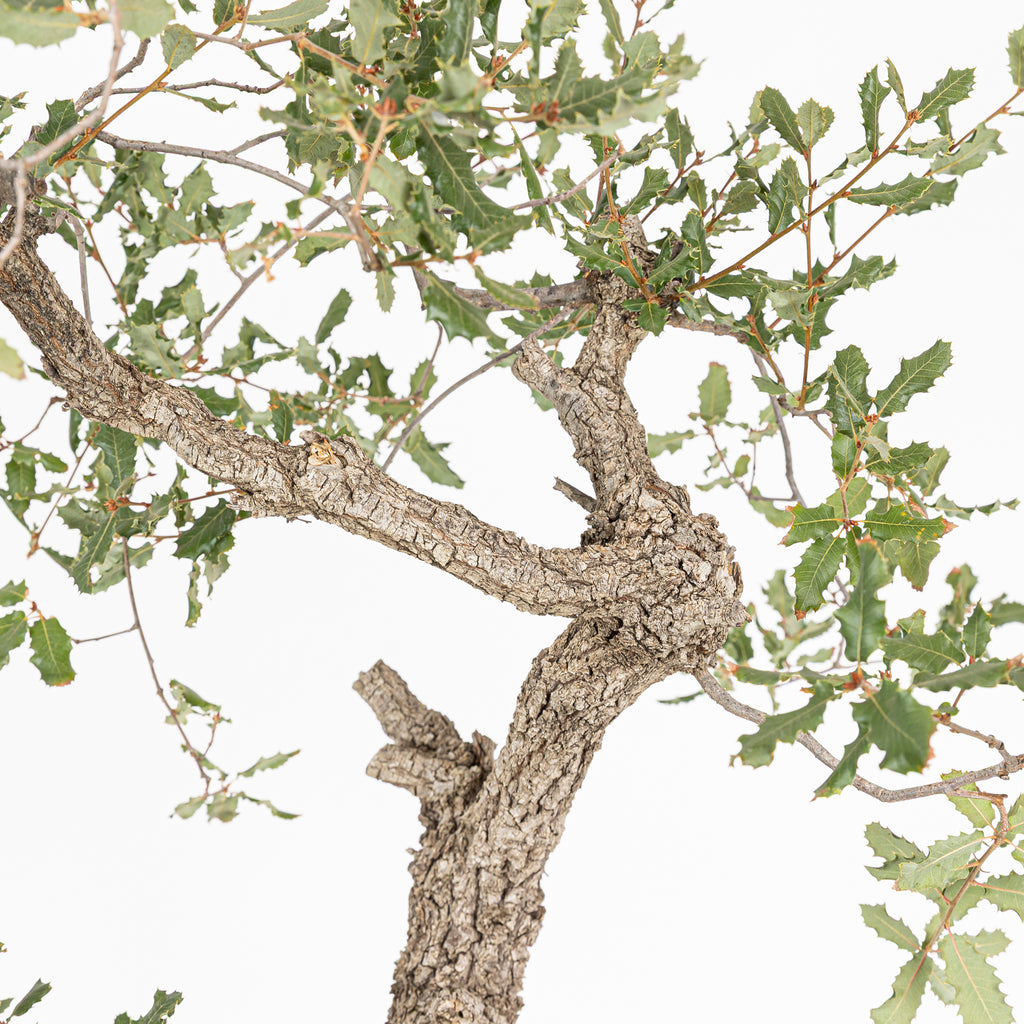 Bonsái - Quejigo (Quercus faginea) - QF10094