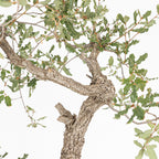Bonsái - Quejigo (Quercus faginea) - QF10094