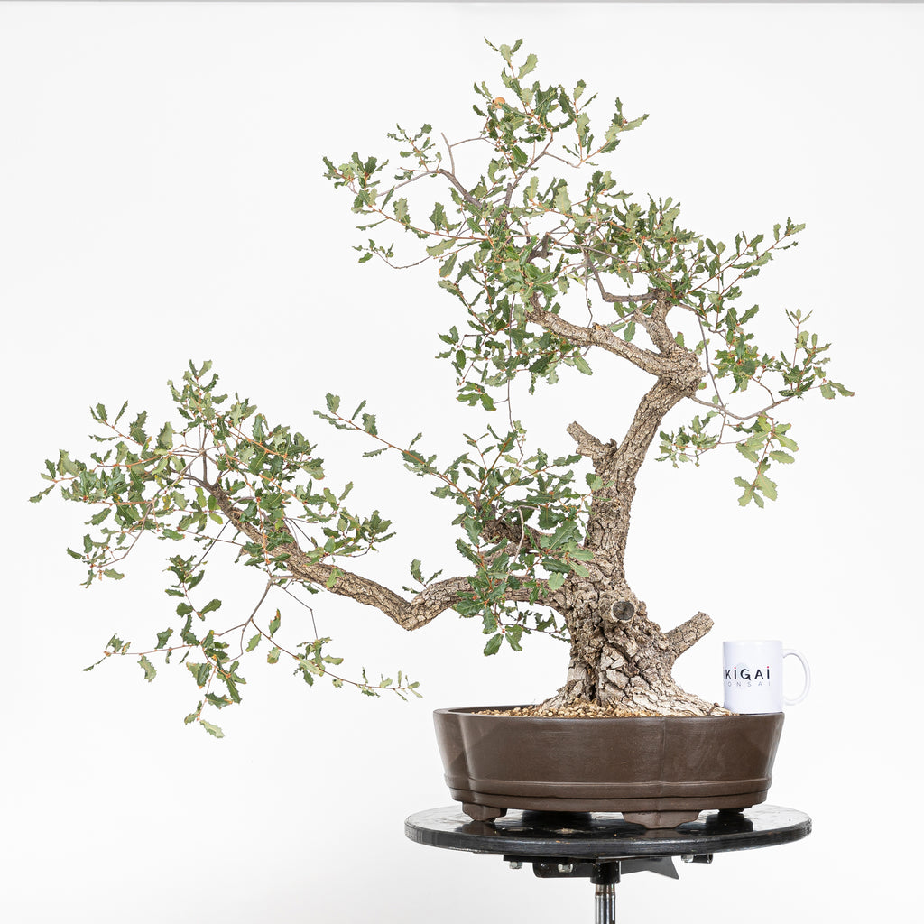 Bonsái - Quejigo (Quercus faginea) - QF10094