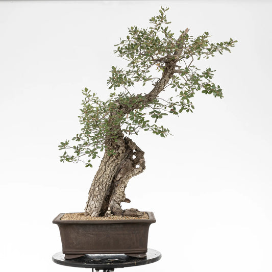 Bonsai yamadori de quercus faginea en estilo moyogi y tamaño dai