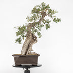 "Holle" Bonsai - Portugese eik (Quercus faginea)