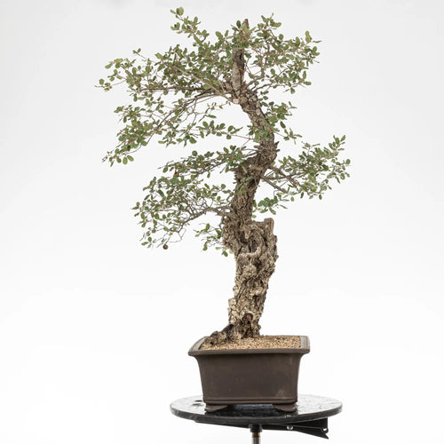 Cara derechad de bonsai de roble