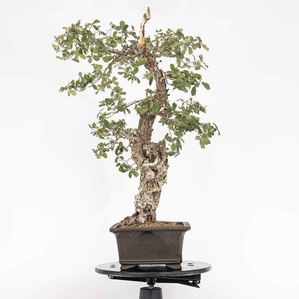 "Holle" Bonsai - Portugese eik (Quercus faginea)