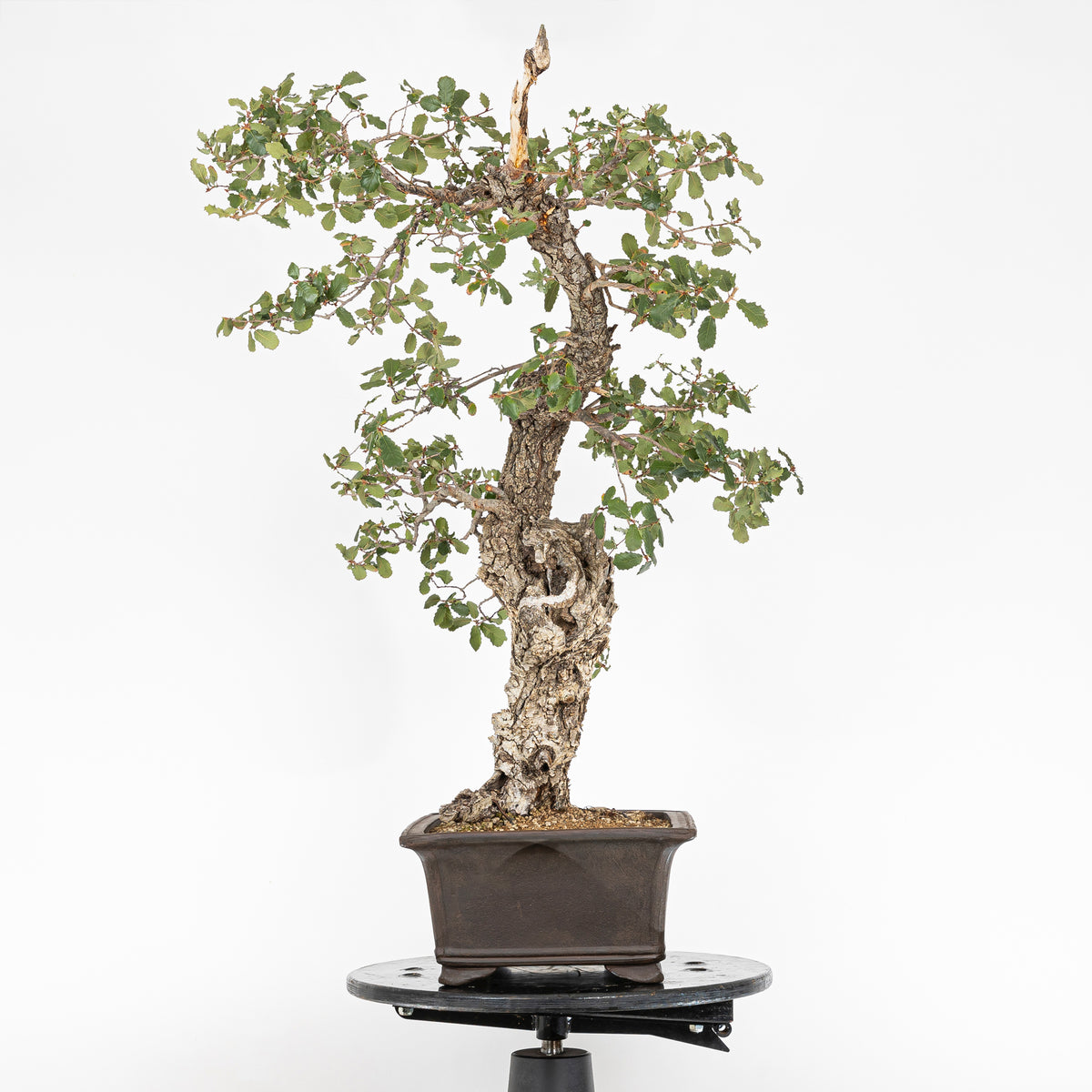 "Hollowed" Bonsai - Gall Oak (Quercus faginea)