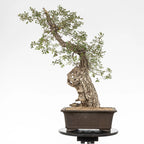 Cara trasera de bonsai de roble.