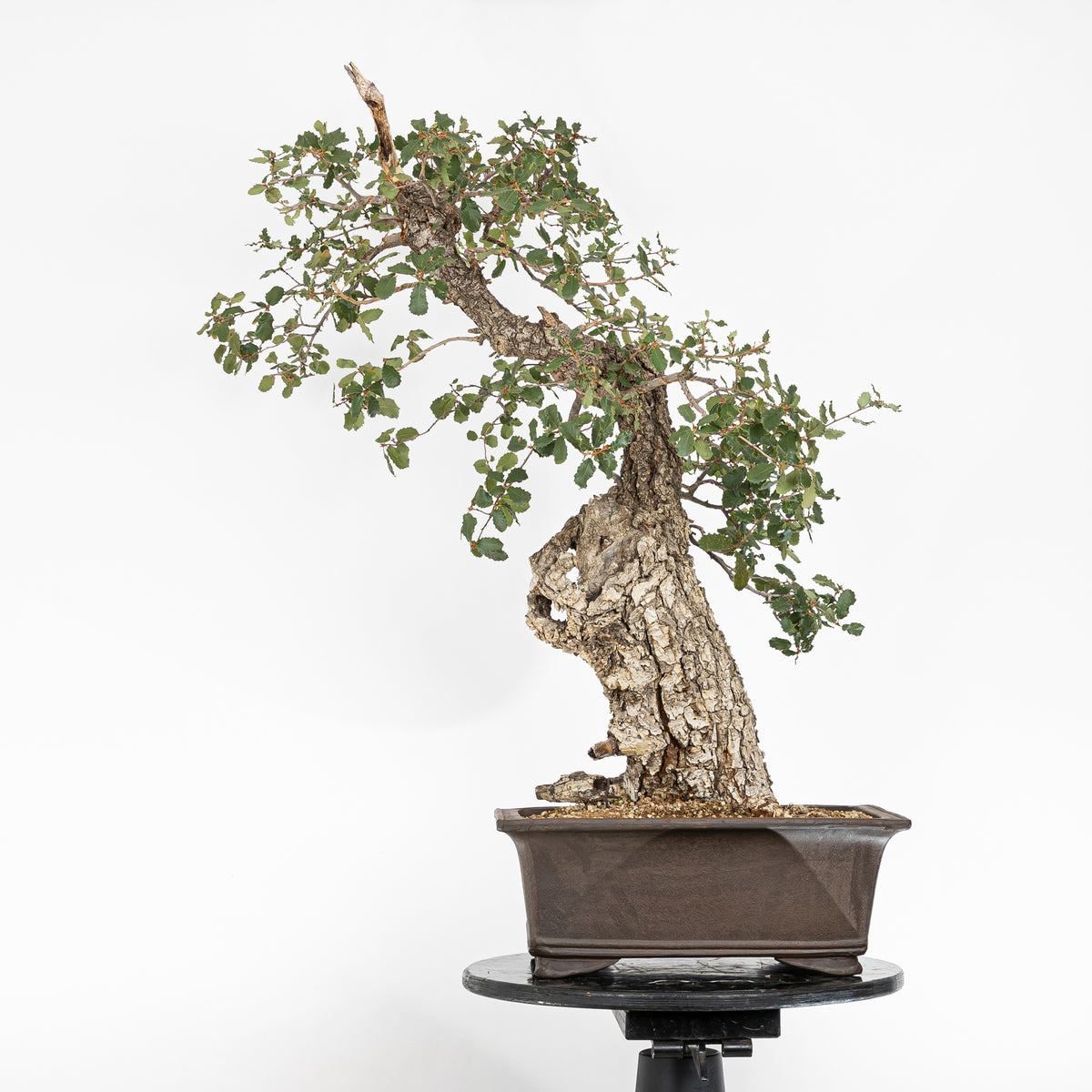 "Hollowed" Bonsai - Gall Oak (Quercus faginea)