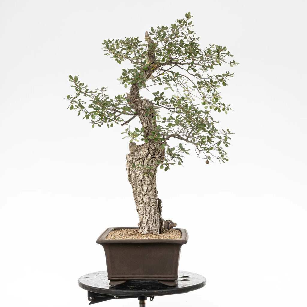 Cara izquierda de bonsai de roble