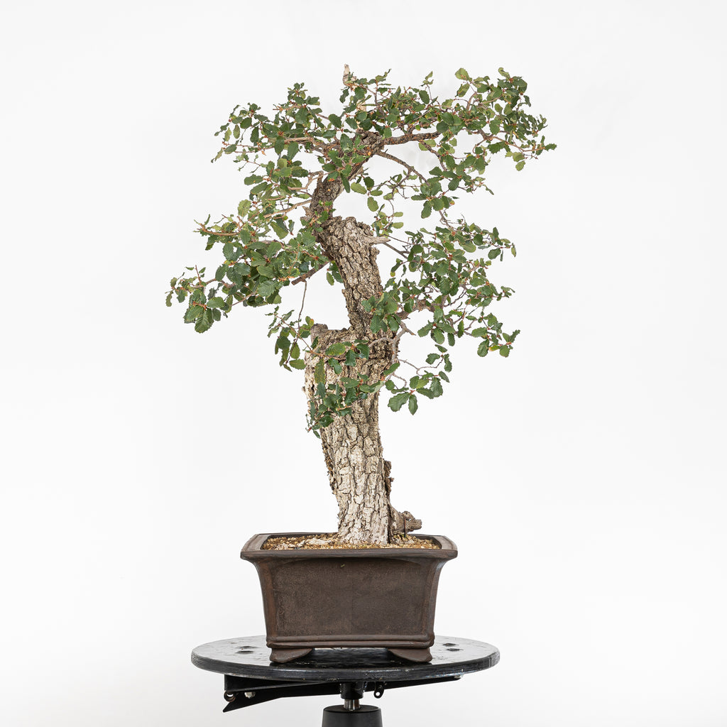 "Holle" Bonsai - Portugese eik (Quercus faginea)