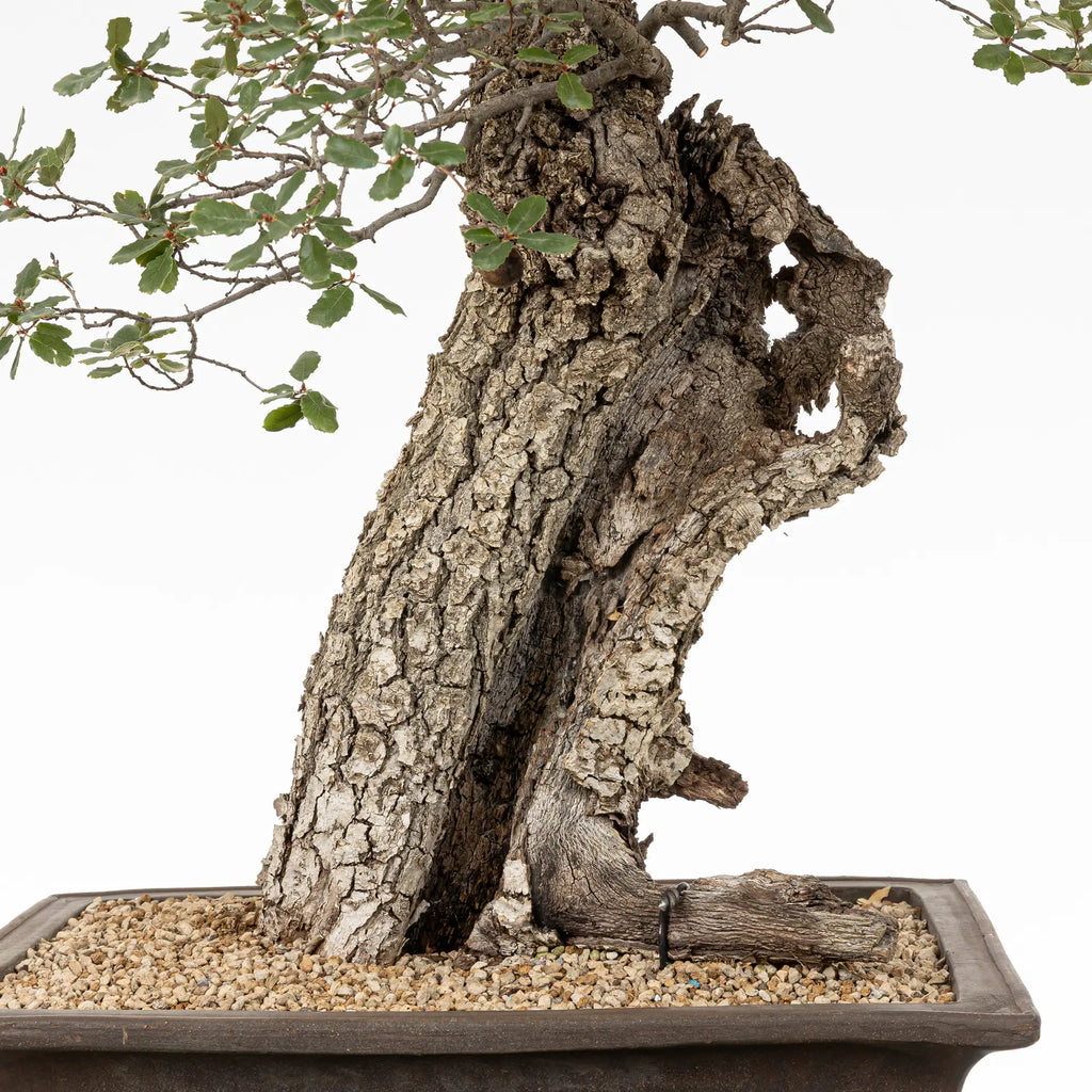 Detalle de tronco de bonsai de roble, corteza, sharis, nebari.