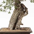 Detalle de tronco de bonsai de roble, corteza, sharis, nebari.