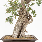 "Holle" Bonsai - Portugese eik (Quercus faginea)