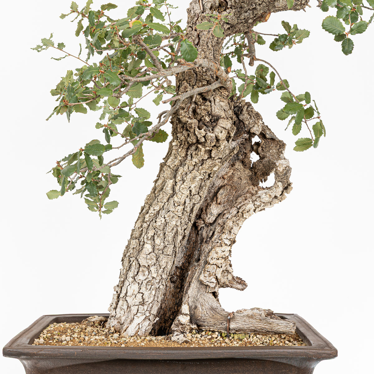 "Hollowed" Bonsai - Gall Oak (Quercus faginea)