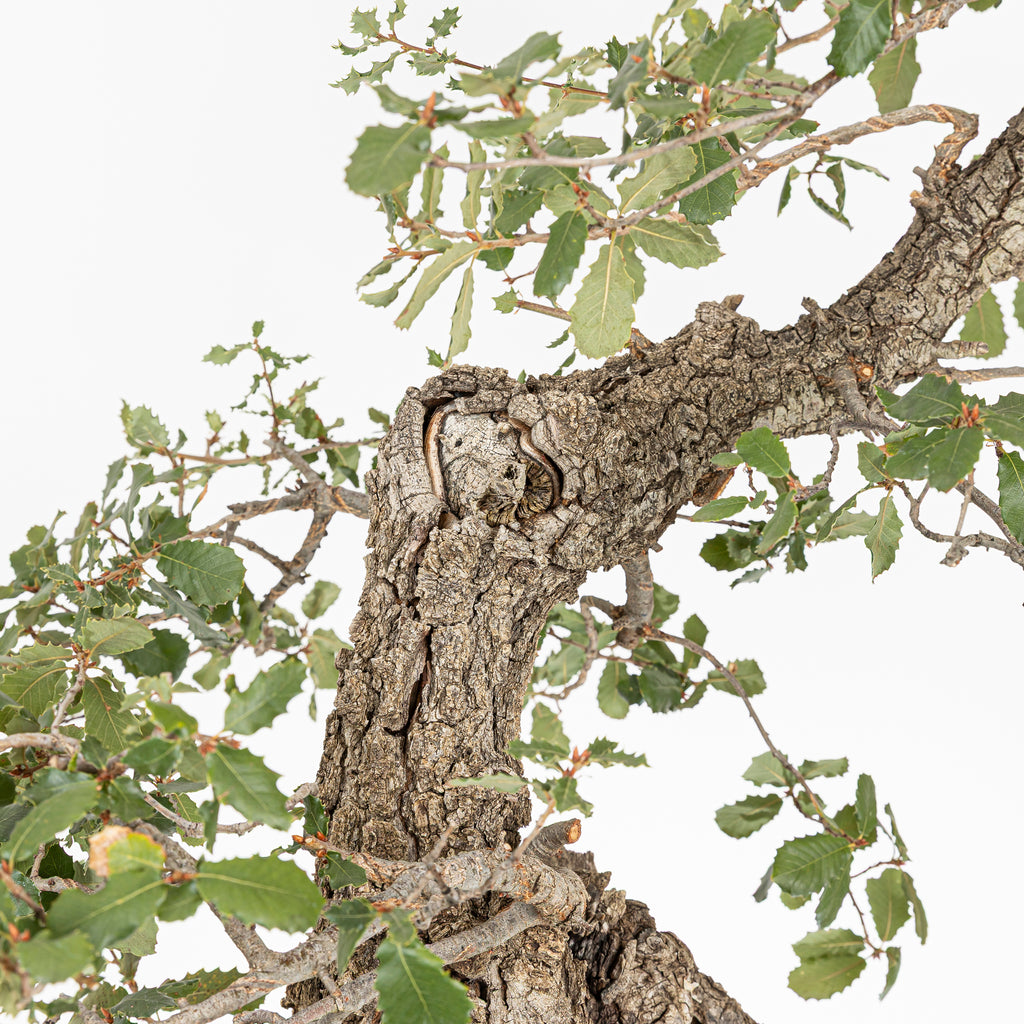 "Holle" Bonsai - Portugese eik (Quercus faginea)