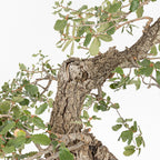 "Holle" Bonsai - Portugese eik (Quercus faginea)