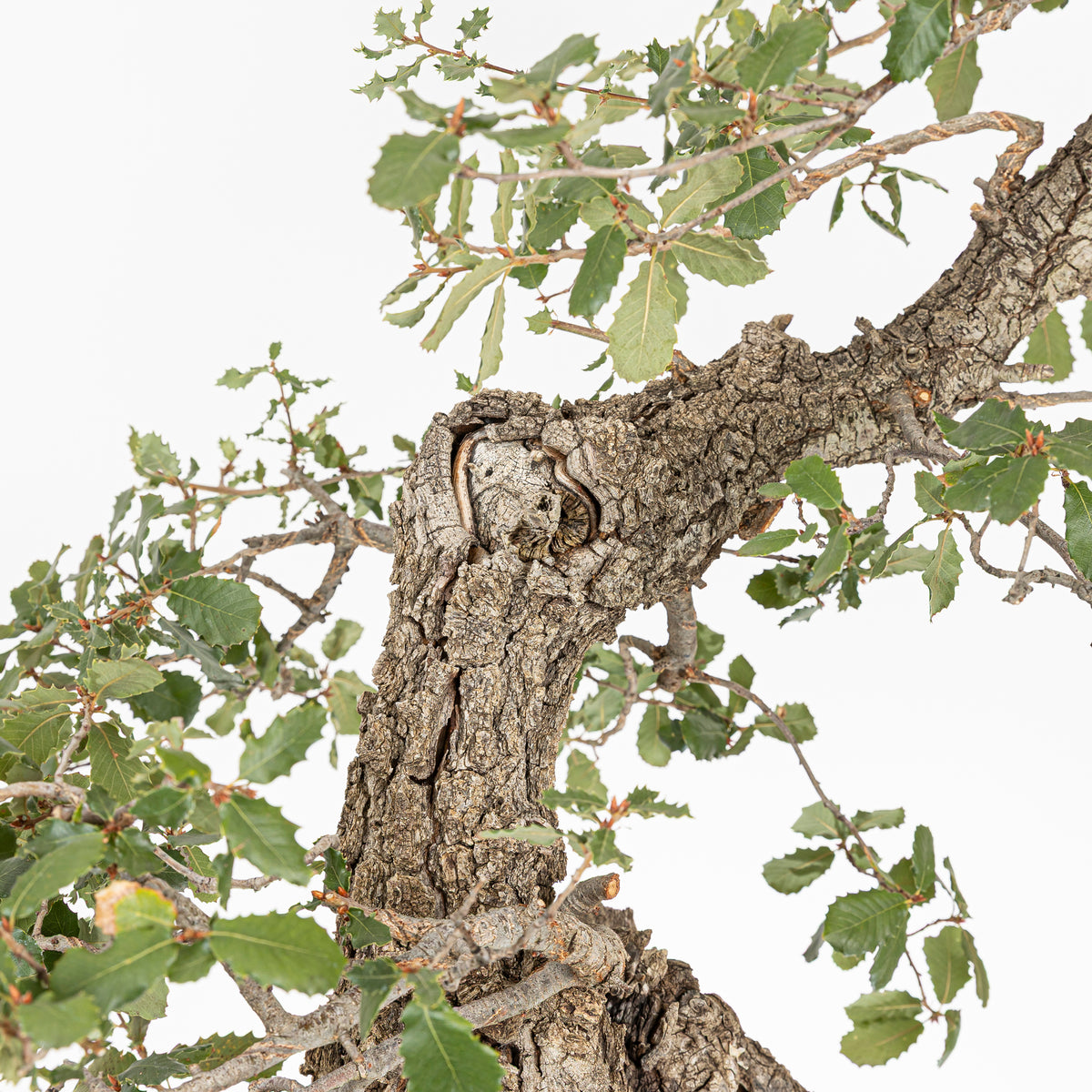 "Holle" Bonsai - Portugese eik (Quercus faginea)