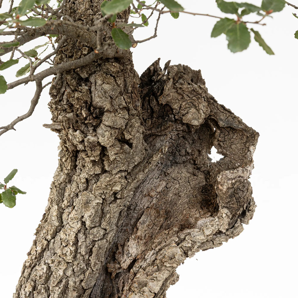 Detalle de madera muerta, sharis y corteza de bonsai de roble