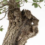 Detalle de madera muerta, sharis y corteza de bonsai de roble
