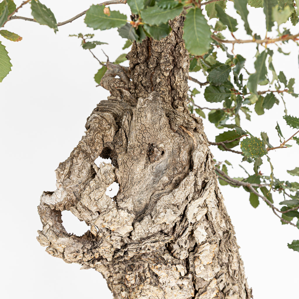 "Holle" Bonsai - Portugese eik (Quercus faginea)