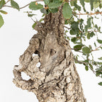 "Holle" Bonsai - Portugese eik (Quercus faginea)