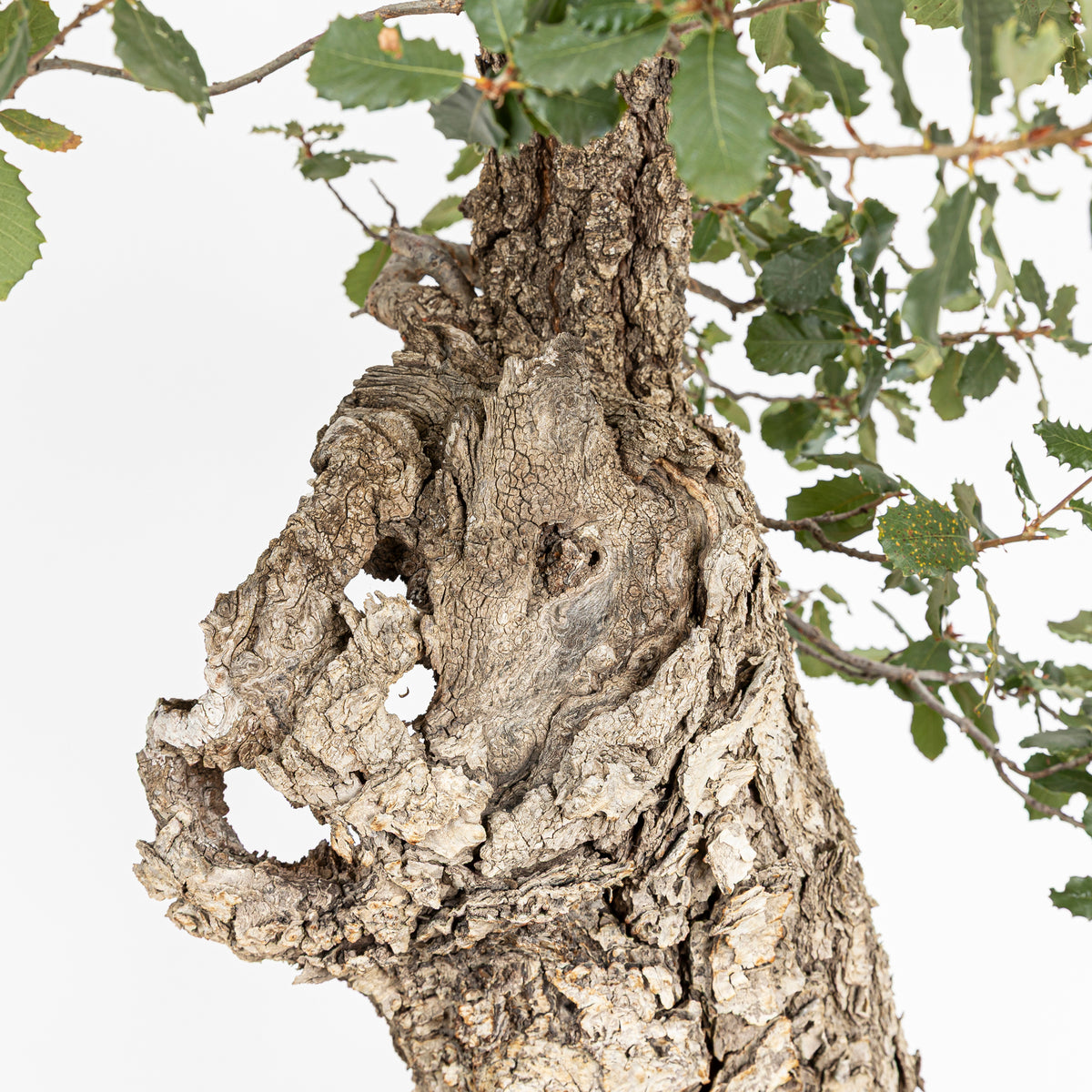 "Holle" Bonsai - Portugese eik (Quercus faginea)