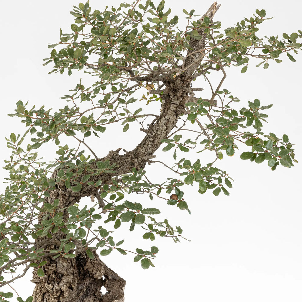 Detalle de tronco y ramas de bonsai de roble