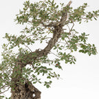 Detalle de tronco y ramas de bonsai de roble