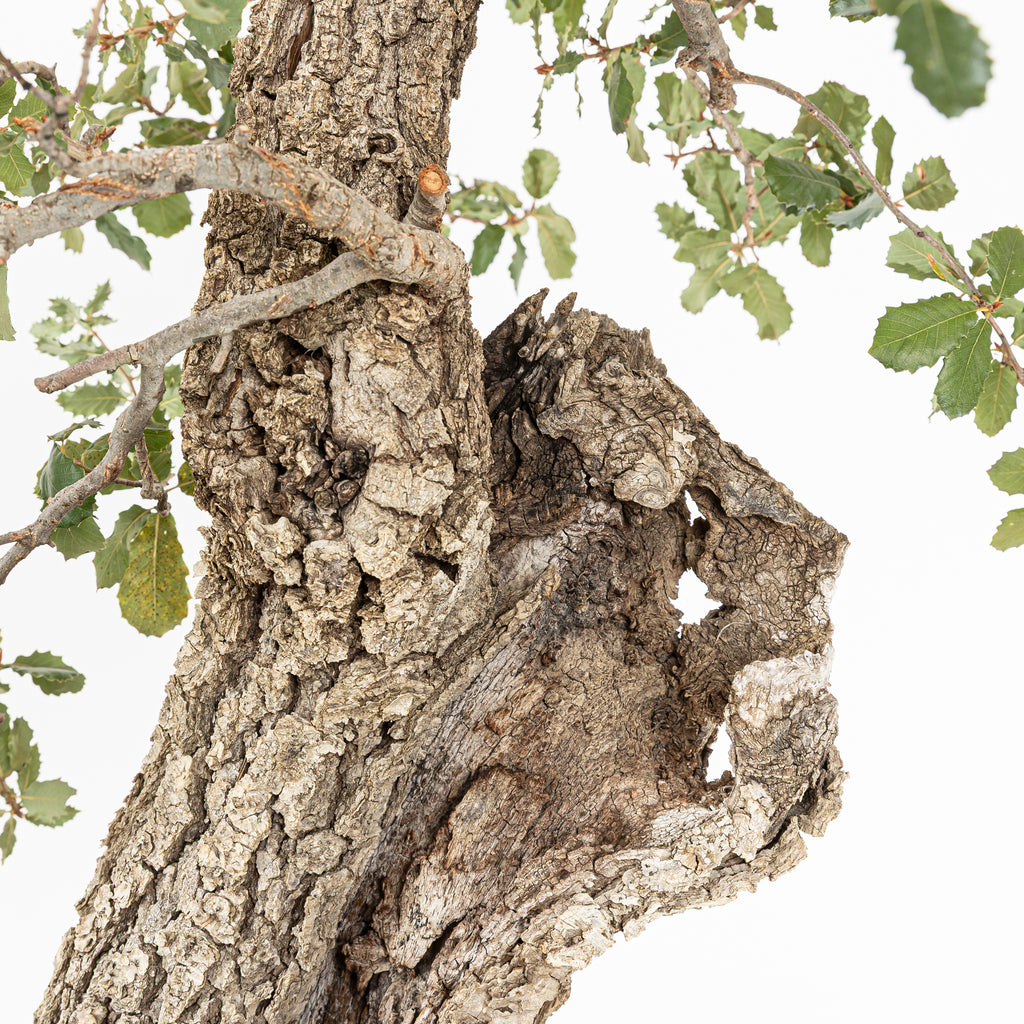 "Holle" Bonsai - Portugese eik (Quercus faginea)