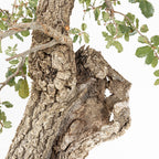 "Holle" Bonsai - Portugese eik (Quercus faginea)
