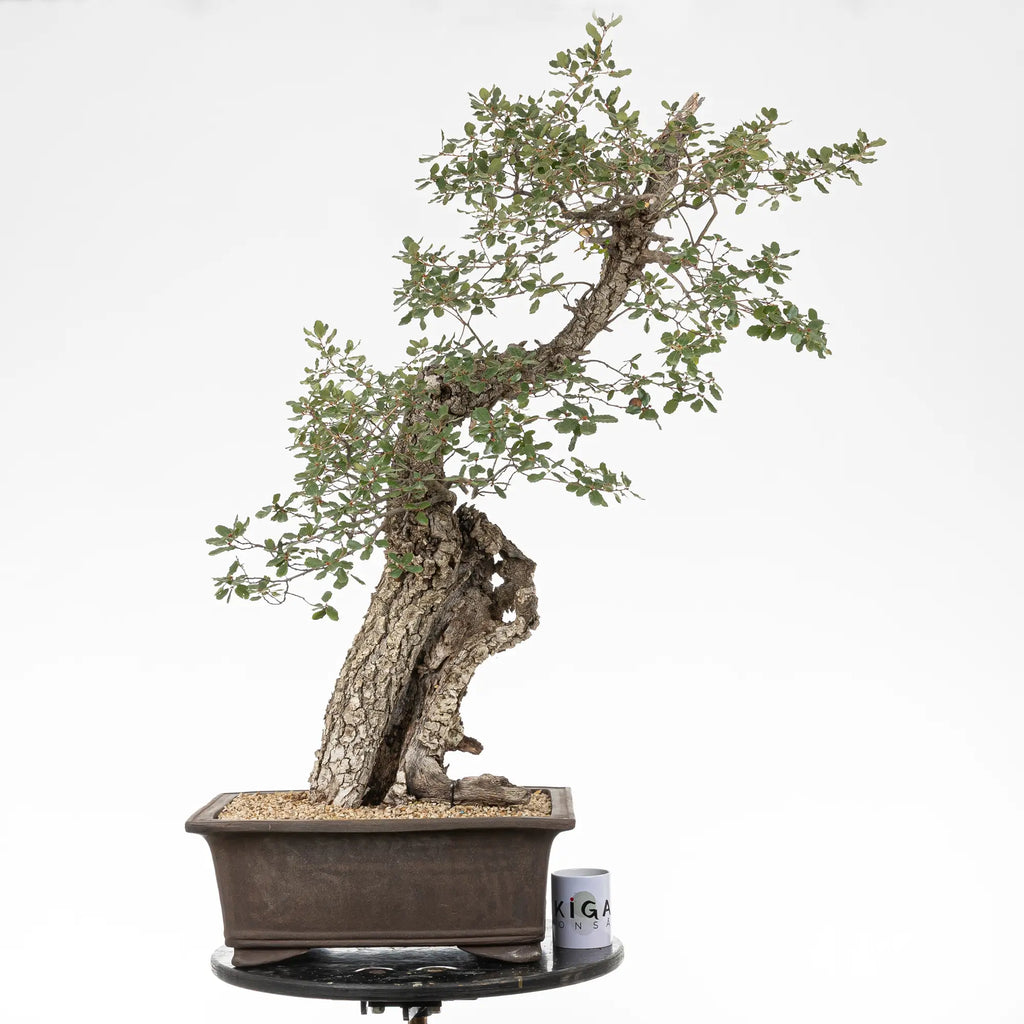 Comparativa de tamaño de bonsai de roble con una taza de la tienda de ikigia bonsai