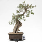 Comparativa de tamaño de bonsai de roble con una taza de la tienda de ikigia bonsai