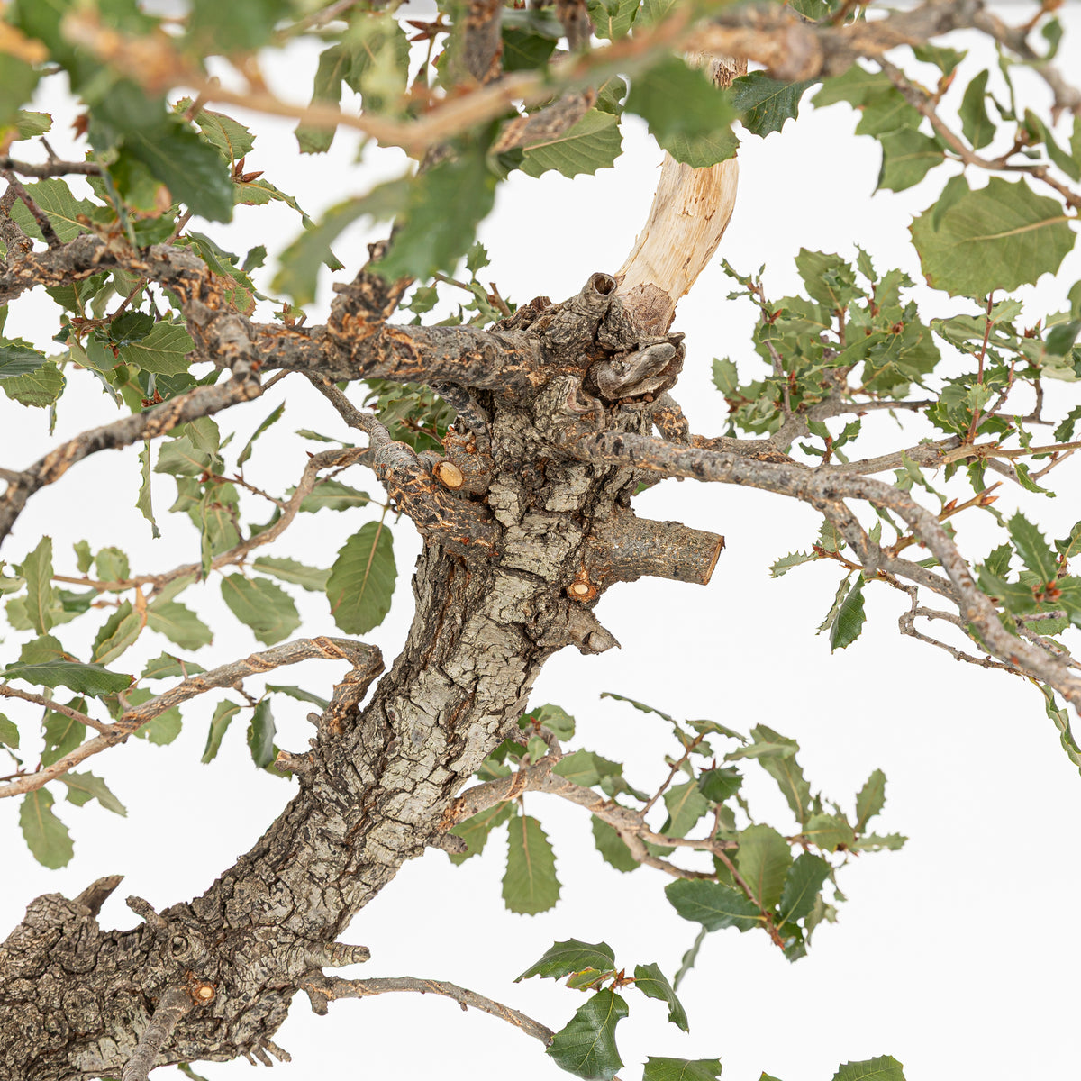 "Holle" Bonsai - Portugese eik (Quercus faginea)