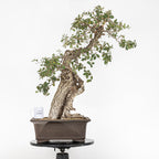 "Holle" Bonsai - Portugese eik (Quercus faginea)