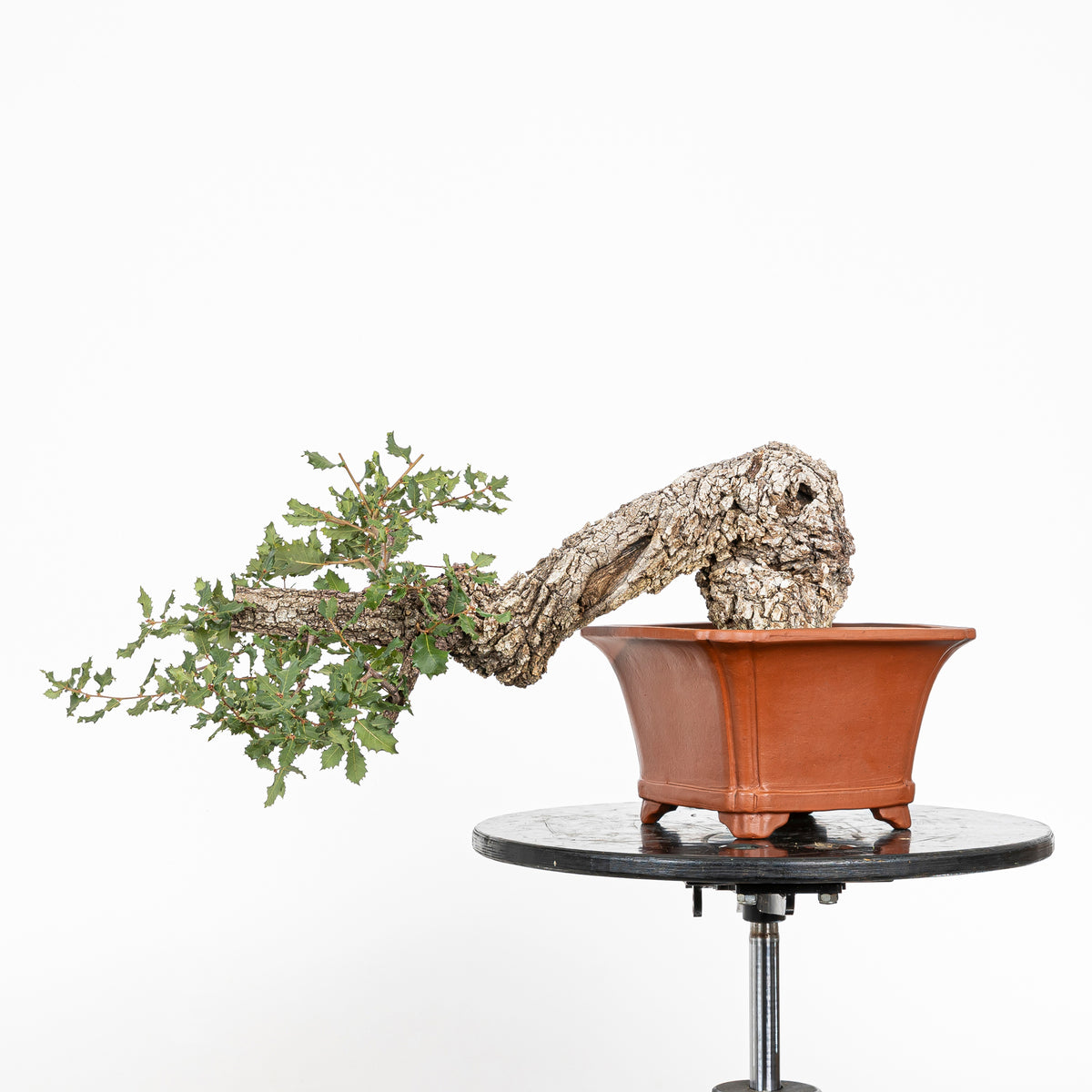 Bonsai "Han Kengai" - Quercia faginea (Quercus faginea)
