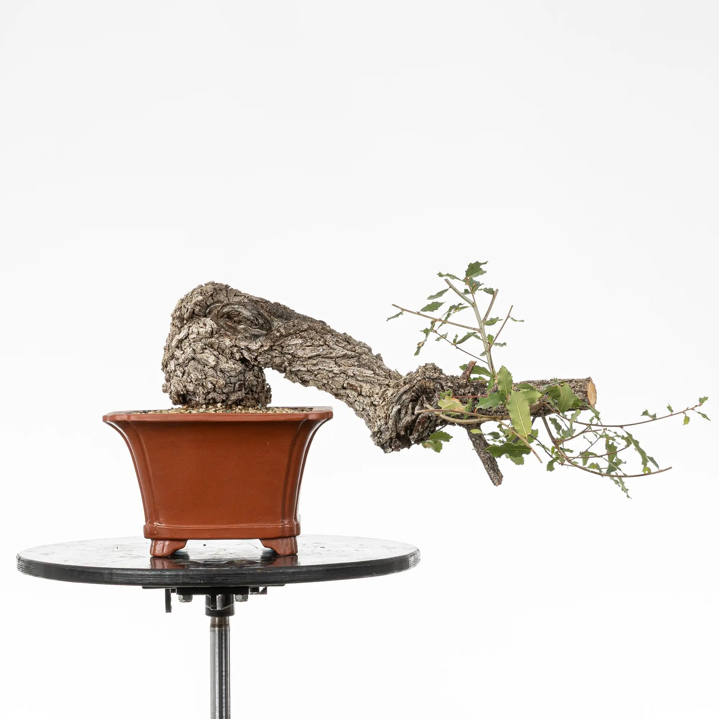 Bonsai yamadori de quercus faginea en estilo fukinagashi