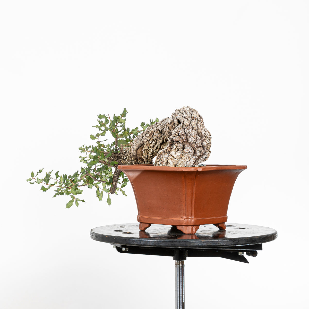 Bonsai "Han Kengai" - Quercia faginea (Quercus faginea)