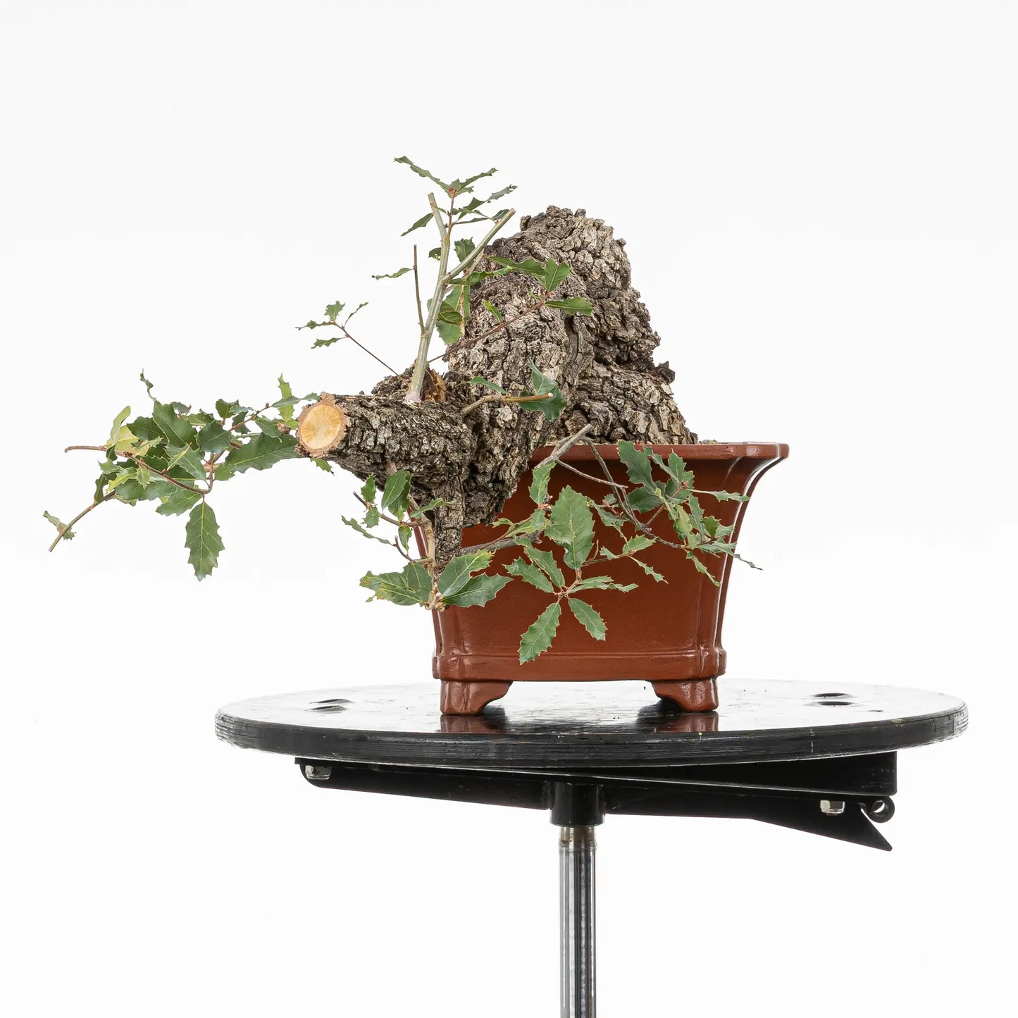 Cara  derecha de bonsai yamadori de roble 
