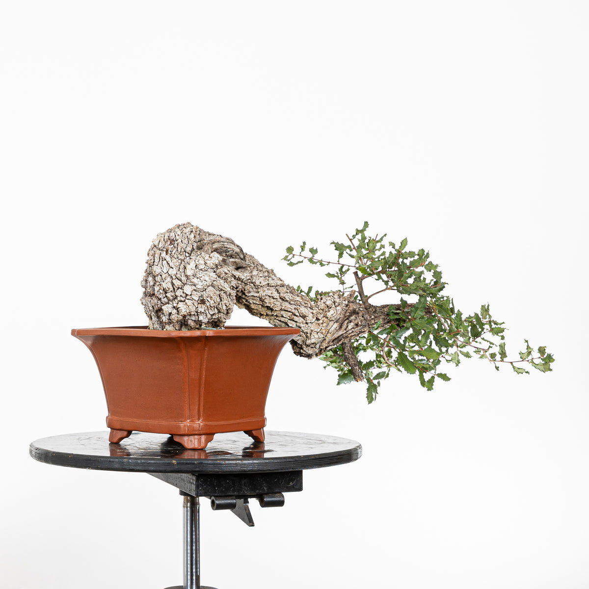 Bonsai "Han Kengai" - Quercia faginea (Quercus faginea)